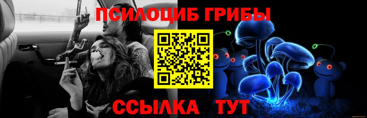 Псилоцибиновые грибы Psilocybe Курчатов